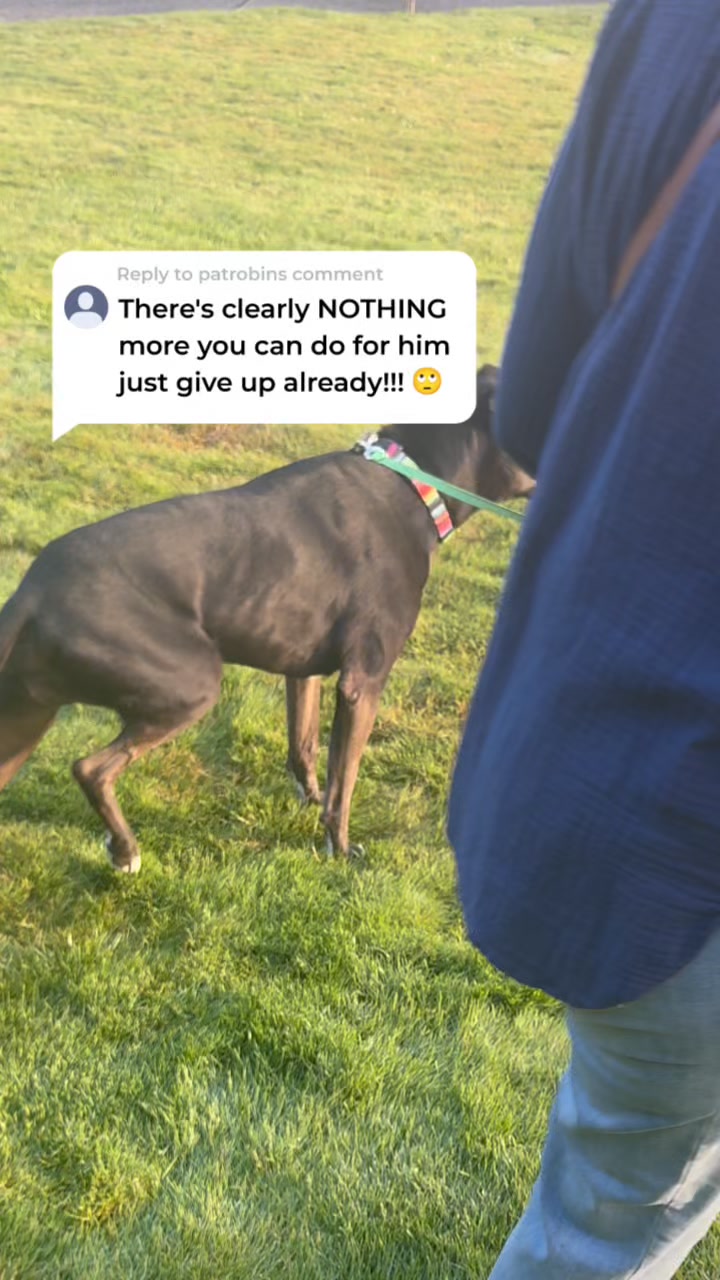 Wuffes — Facebook ad