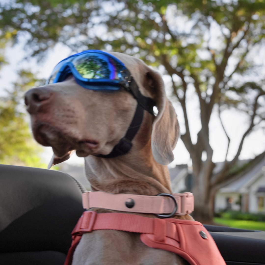 Save on the meds your pet needs at Chewy Pharmacy—plus get free shipping on orders $49+.